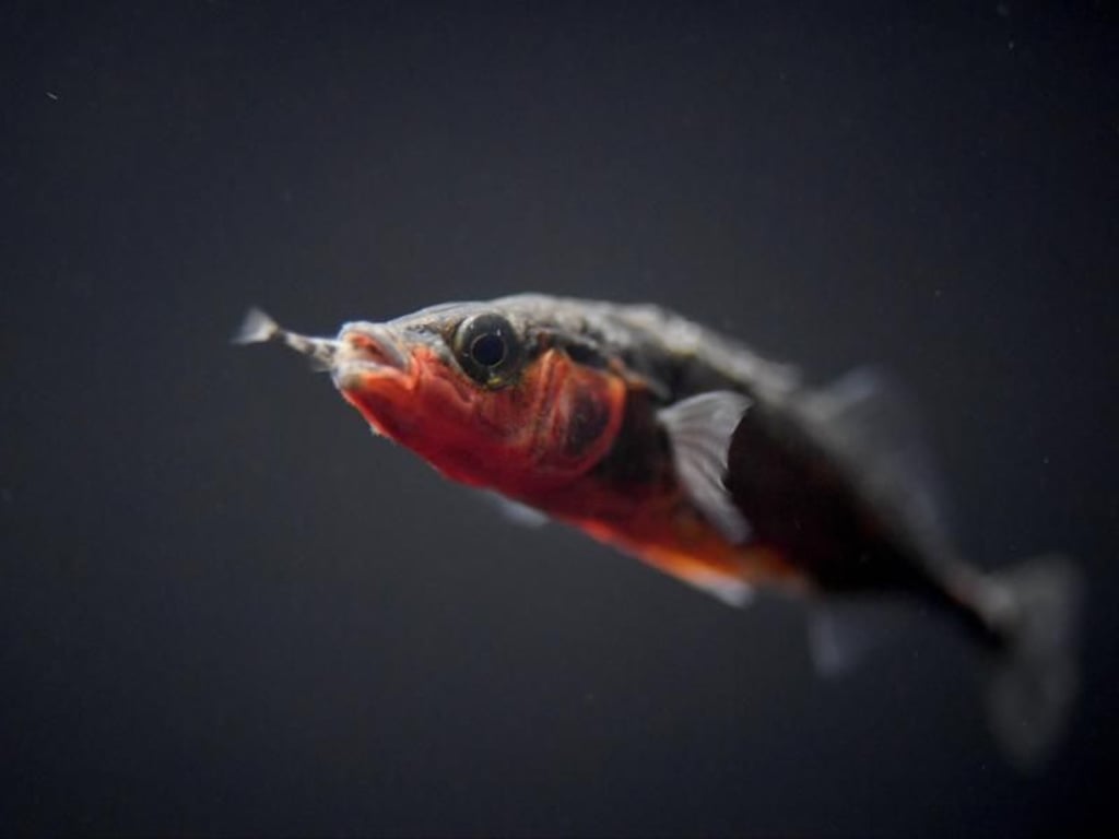Heimische Fische für den Teich