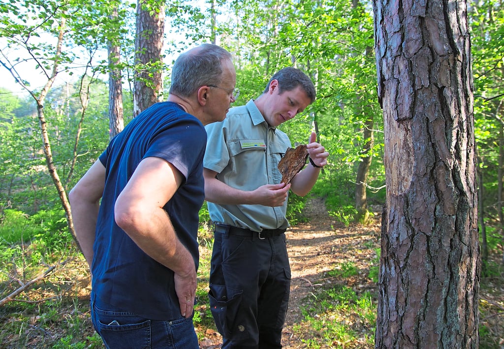 Der Wald wird sich verändern