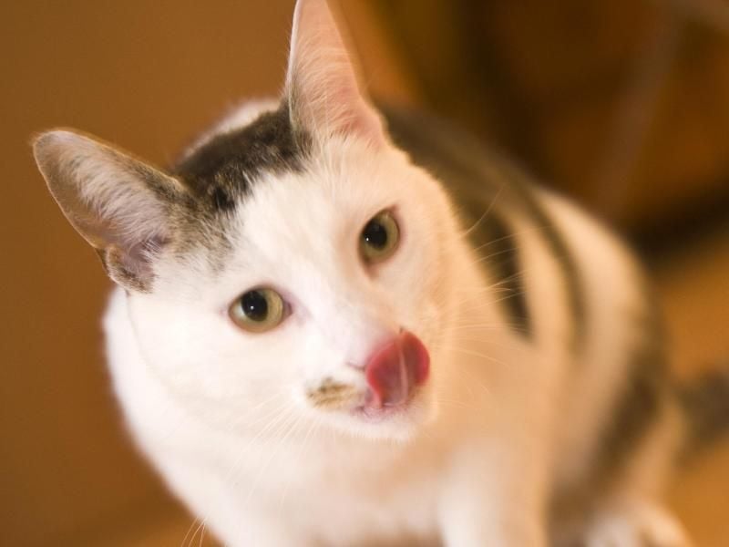 Darum ist Hundefutter nichts für Katzen