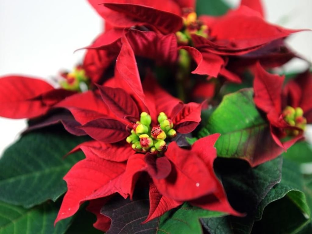 Weihnachtsstern kann nach den Festtagen in den Garten