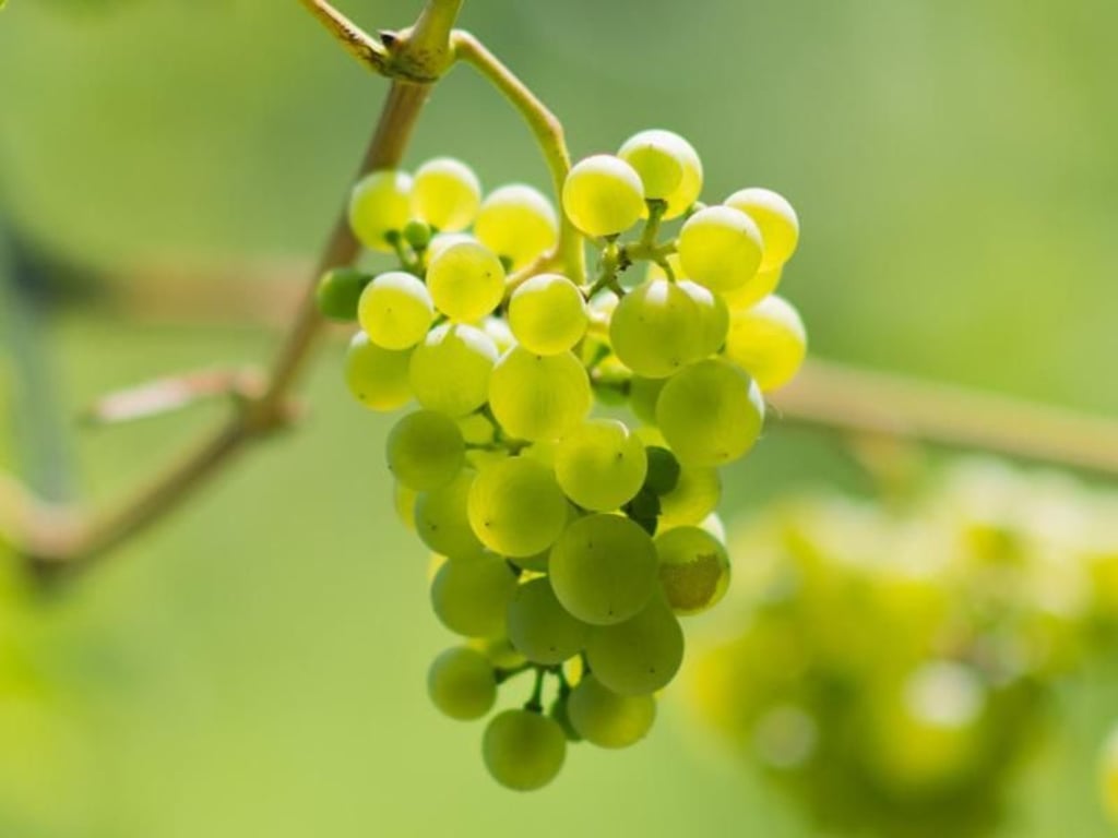 Tafeltrauben für den Garten Die richtige Sorte finden