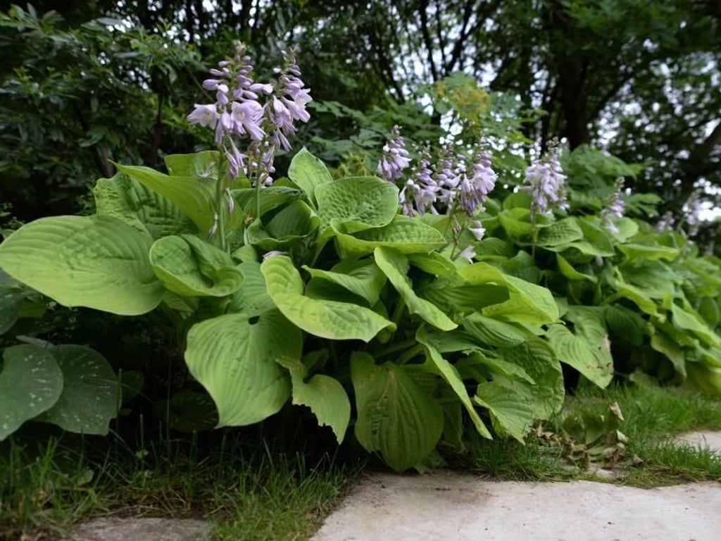 Die Pflanze fürs Leben Funkien im Garten pflegen
