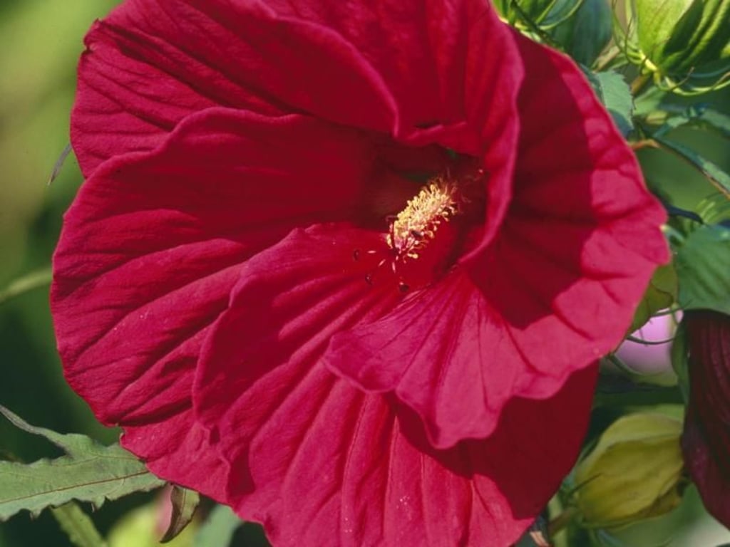 RiesenHibiskus bildet bis zu 30 Zentimeter große Blüten