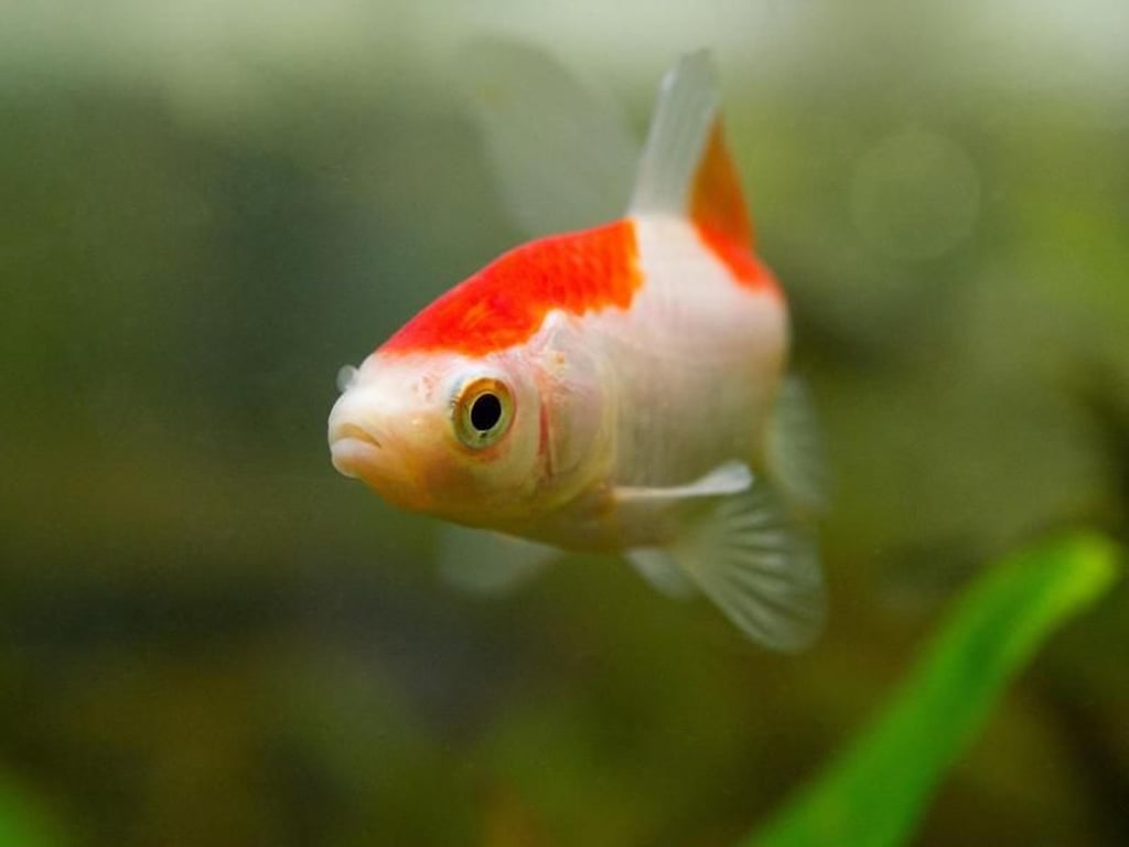 KoiKarpfen richtig füttern So bleiben die Tiere gesund