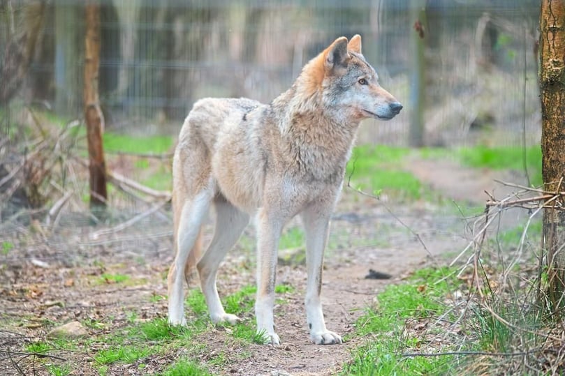 Jede Sichtung eines Wolfs sollte möglichst bald an das zuständige Landesumweltamt gemeldet werden – in NRW unter der Nummer 02361-3050 (werktags) oder per E-Mail wolf_nrw@lanuv.nrw.de erreichbar.