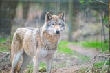 Wie verhalte ich mich richtig, wenn ich einem Wolf in freier Wildbahn begegne? Das NRW-Umweltministerium gibt für den „äußerst unwahrscheinlichen“ Fall folgende Tipps: