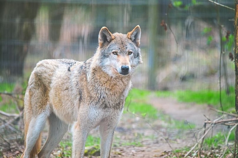Wie verhalte ich mich richtig, wenn ich einem Wolf in freier Wildbahn begegne? Das NRW-Umweltministerium gibt für den „äußerst unwahrscheinlichen“ Fall folgende Tipps: