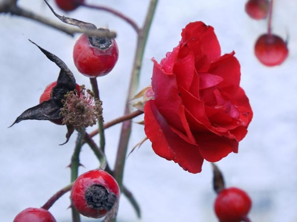 Veredelungsstelle von Rosen vor Frost schützen