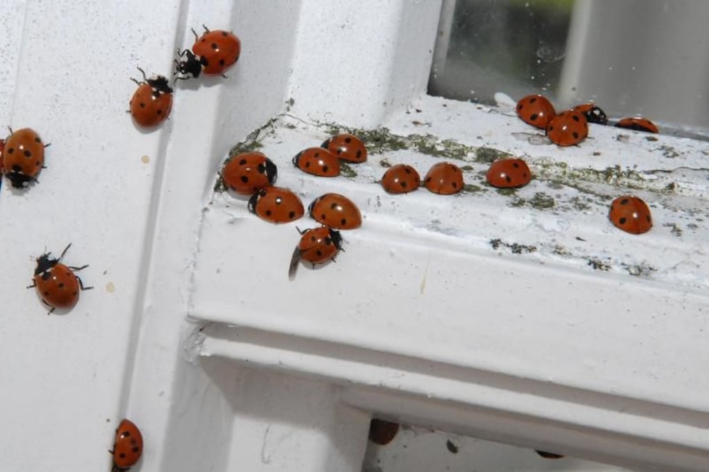 Darum sind aktuell so viele Marienkäfer zu sehen