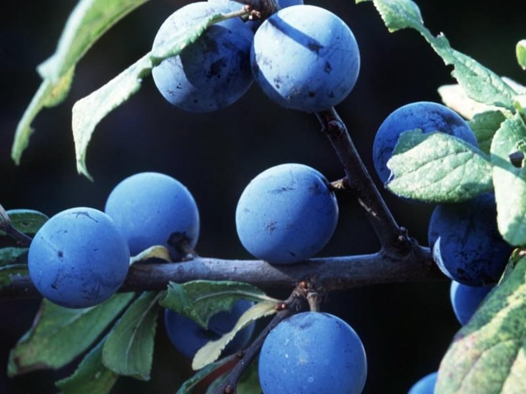 Schlehe schmeckt nach den ersten Frösten am besten