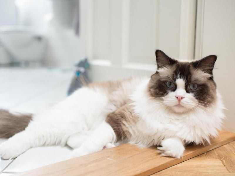 Tollpatschige Schmusetiere Ragdolls sind Familienkatzen