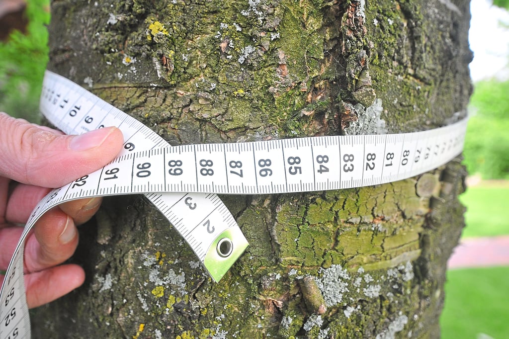 Von Bußgeld bis Baumschutz: Was in Werther teurer werden könnte