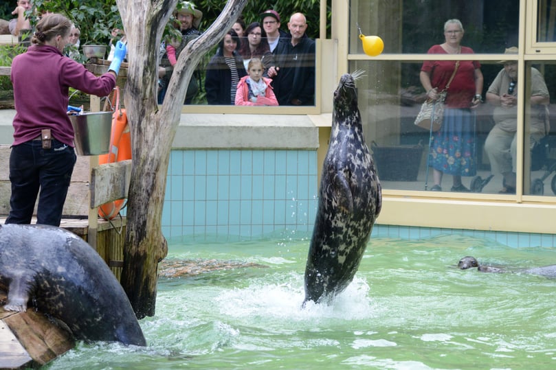 Zur Freude der Besucher sind die meisten Tierhäuser im Allwetterzoo wieder geöffnet. Nur das Aquarium und die Zoorangerie sind geschlossen. Eine Maskenpflicht besteht nur noch im Eingangsbereich sowie in gekennzeichneten Bereichen. Auch die Gastronomie kann ohne Test besucht werden.
