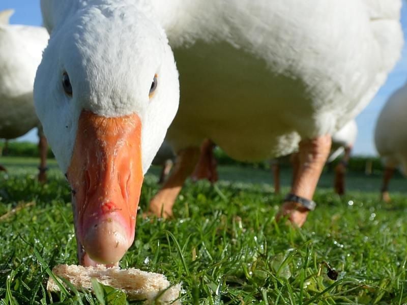 Zutraulich und wachsam Gänse im Garten halten