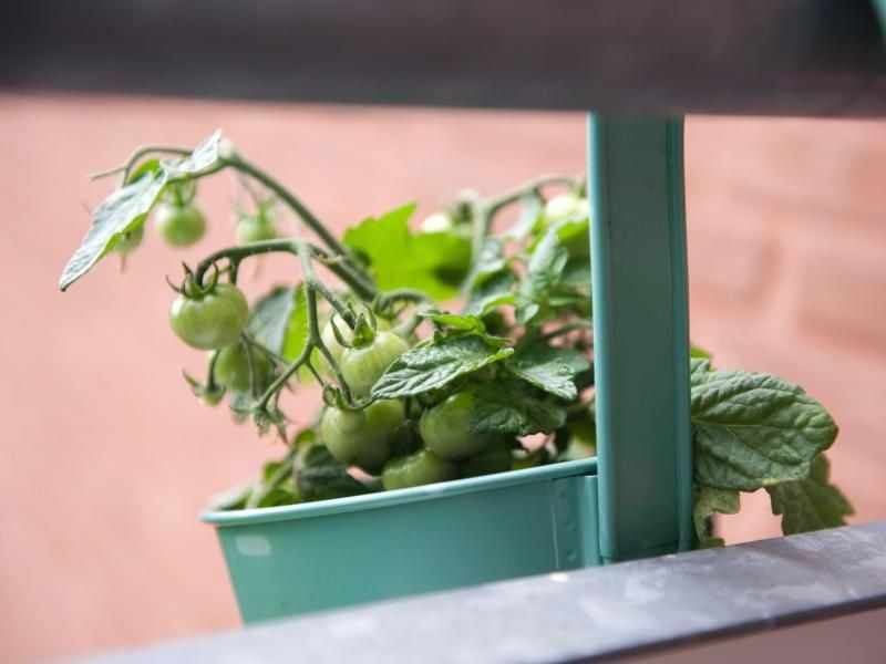 Gurken im Topf Der Gemüsegarten auf dem Balkon