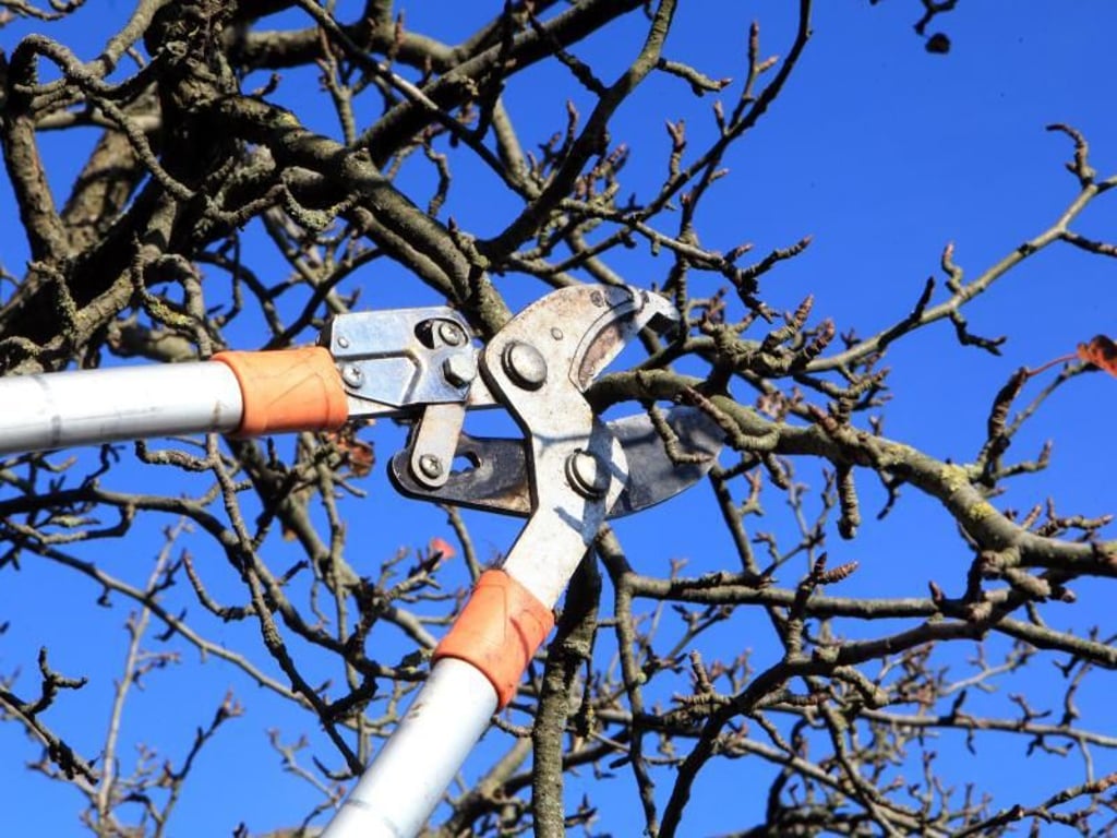 Schnitt für den Obstbaum Wann ist der richtige Zeitpunkt?