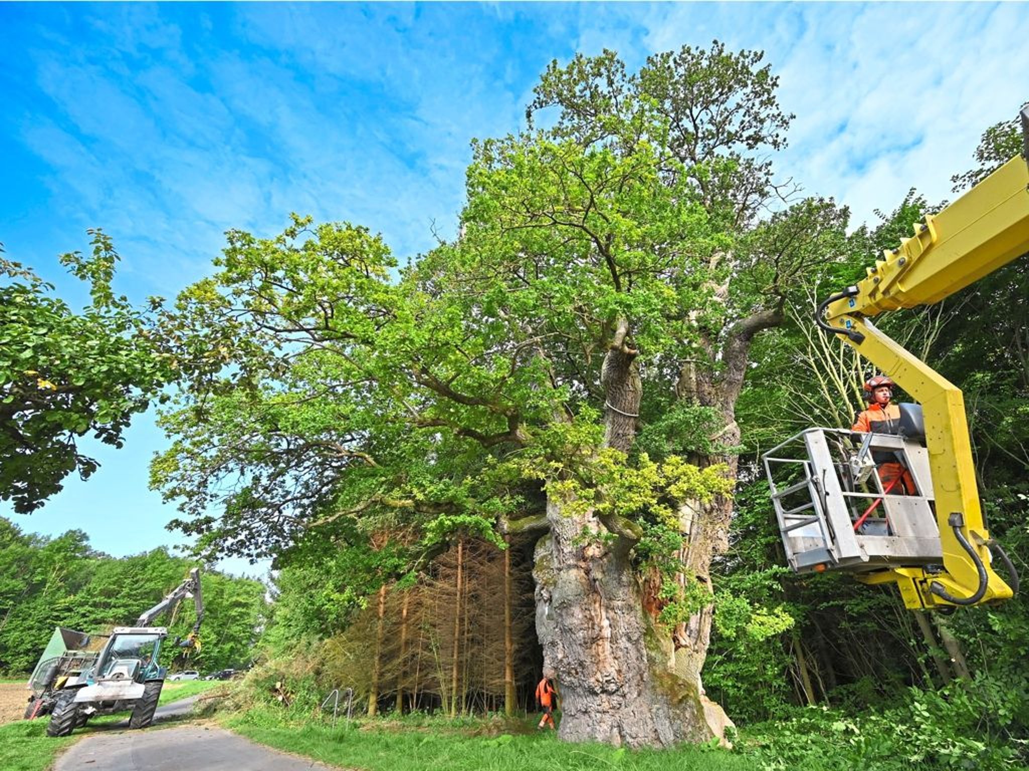 1000jährige Eiche wird freigeschnitten