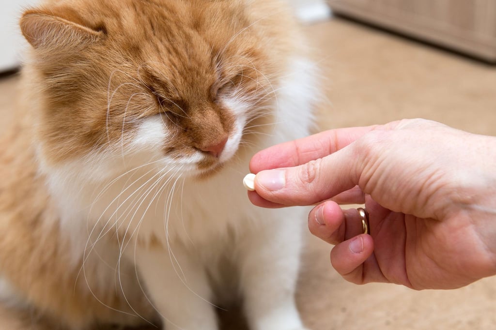 Ibuprofen für Hund oder Katze kann tödlich sein