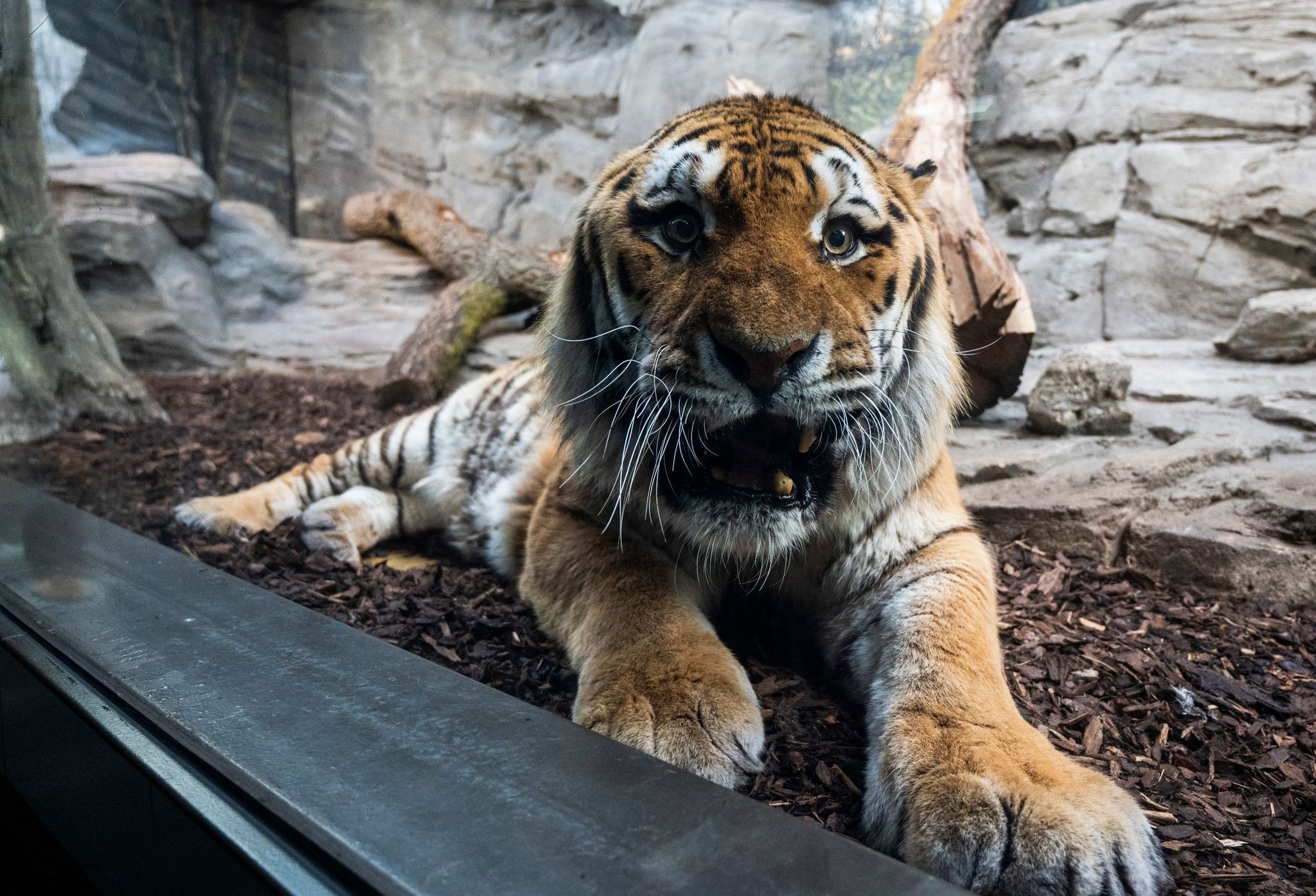 Berliner Zoo eröffnet neue Erlebniswelt für Raubtiere