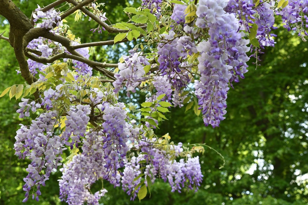 Schönere BlauregenBlüten durch Rückschnitt