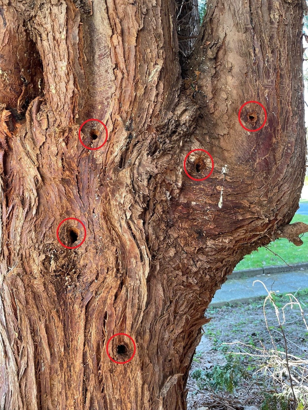 Baum angebohrt und \