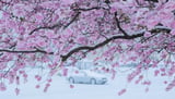 Schnee liegt auf einem blühenden Zierkirschbaum in der Region Hannover. +++ dpa-Bildfunk +++