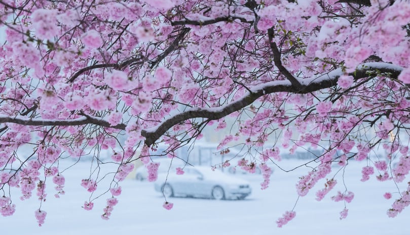Schnee liegt auf einem blühenden Zierkirschbaum in der Region Hannover. +++ dpa-Bildfunk +++