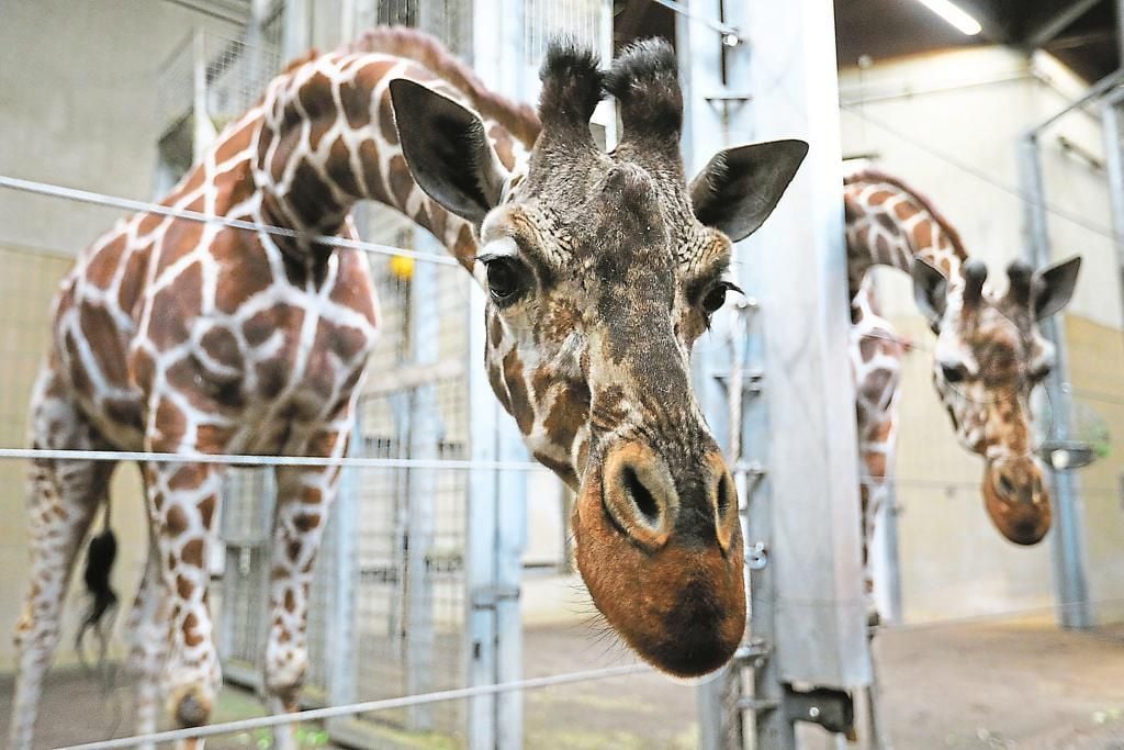 Allwetterzoo Münster Erhöht Seine Eintrittspreise