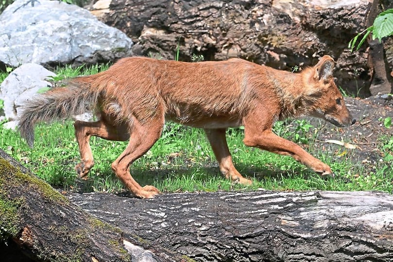 Künftig sollen die Rothunde eine WG mit den Lippenbären bilden; den Tieren stehen dann insgesamt 1000 Quadratmeter zur Verfügung.