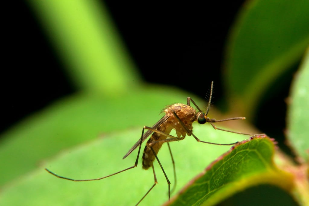 Insektenschutz Fenster: So haben Mücken keine Chance