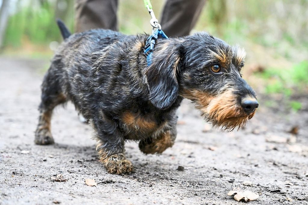 Streit-um-Hundesteuer-Dackel-Halterin-muss-vollen-Satz-zahlen