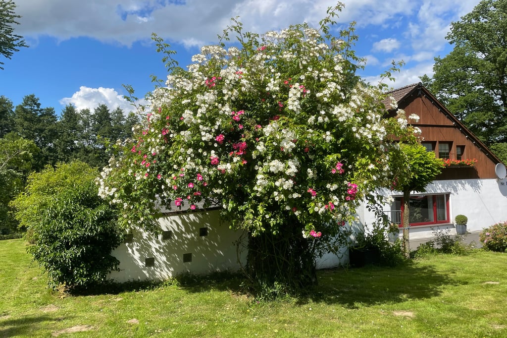 Ein Kirschbaum, der im Juli blüht