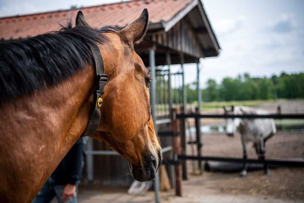 Wie Pferdehaltung sich verändert