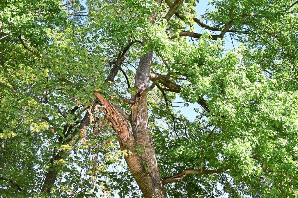 Gemeinde zieht die Reißleine