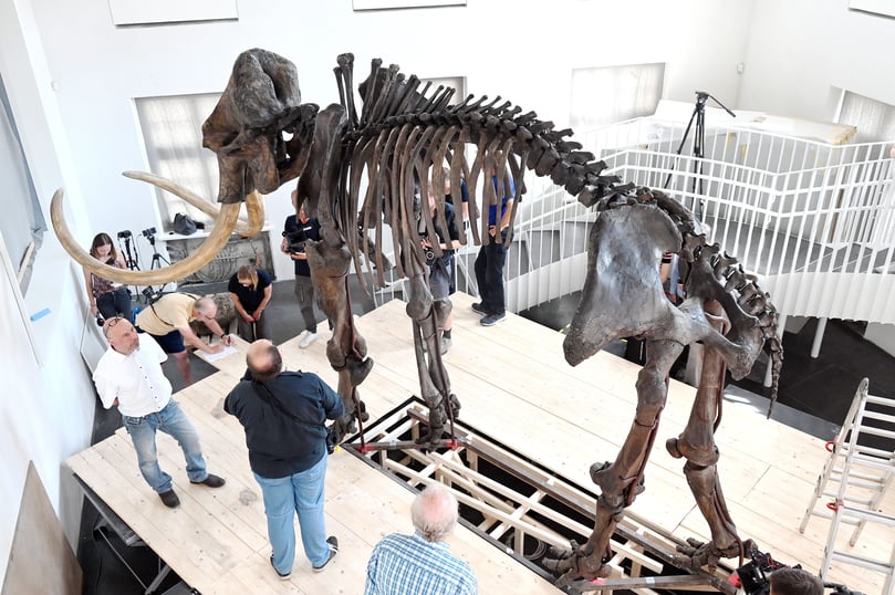Wenn das Museum zum Jahresende wieder für die Öffentlichkeit zugänglich ist, steht das Mammut auf einer Holzkonstruktion und schaut durch ein eigens dafür eingebautes Riesenfenster aus dem Museum direkt auf den Domplatz.