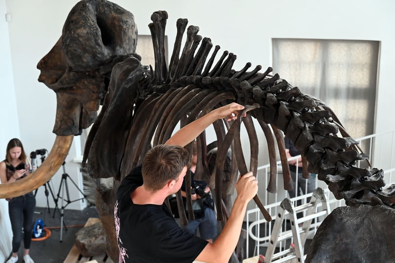 Das "Ahlener Mammut" ist seit Samstag wieder im Geomuseum in Münster.