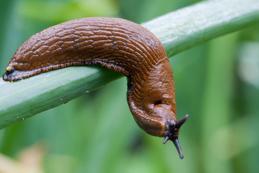 Spanische Wegschnecke verbreitet sich immer mehr