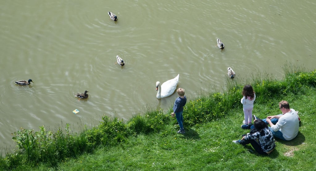 An Enten besser Obst und Haferflocken verfüttern