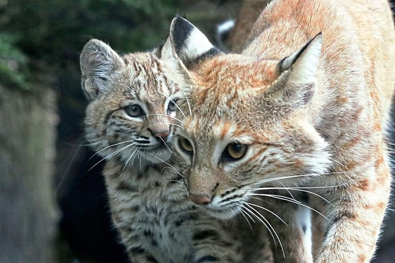 Namenssuche für das Rotluchsjunge im Allwetterzoo