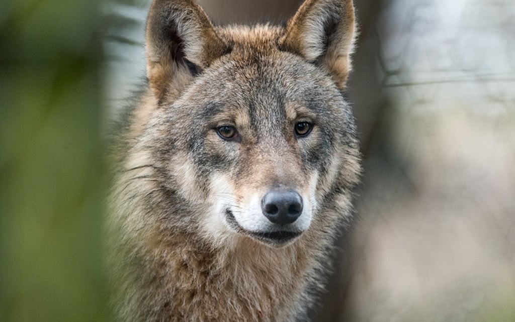 Weitere Maßnahmen zum Schutz des Wolfs