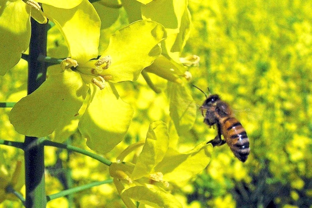 Grünflächenamt fehlen die notwendigen Ressourcen