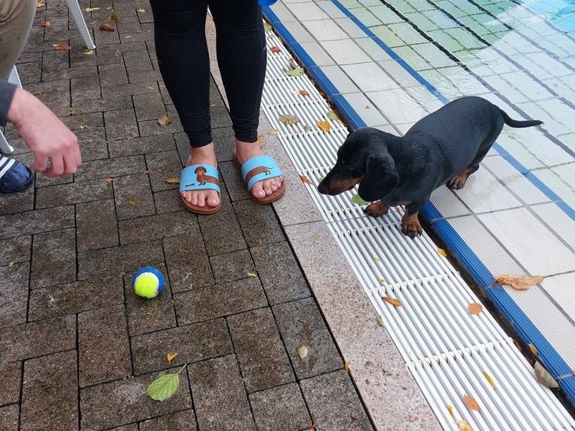 Ein Dackel bringt den Ball aus dem Wasser zurück.