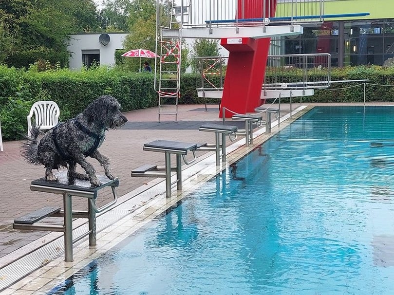 Zum Ende der Freibadsaison war nun schon zum fünften Mal das Hundeschwimmen im Beverbad.