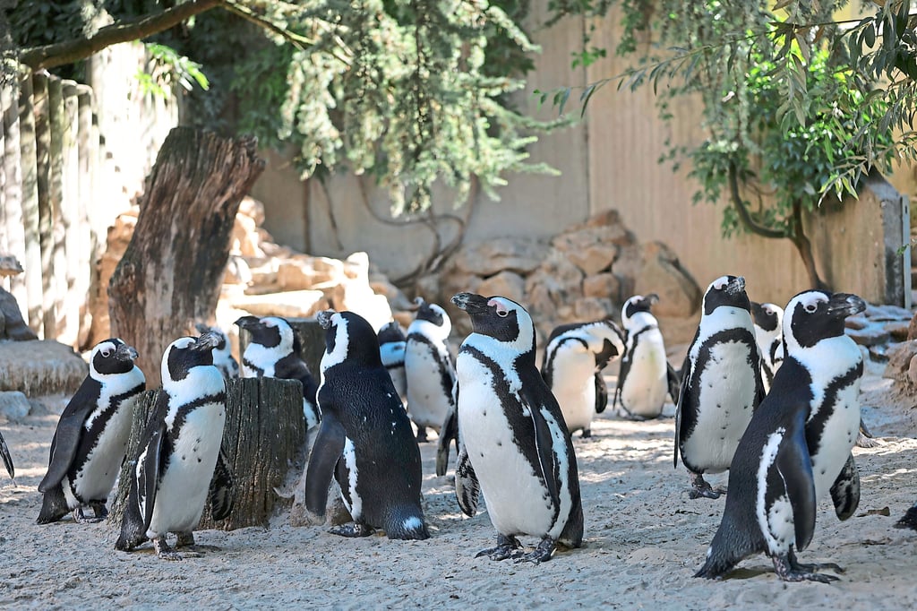 Zootage mit reduzierten Eintrittspreisen