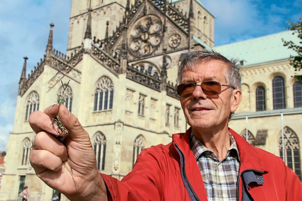 Münster Was die Vegetation auf dem Domplatz über den Klimawandel aussagt