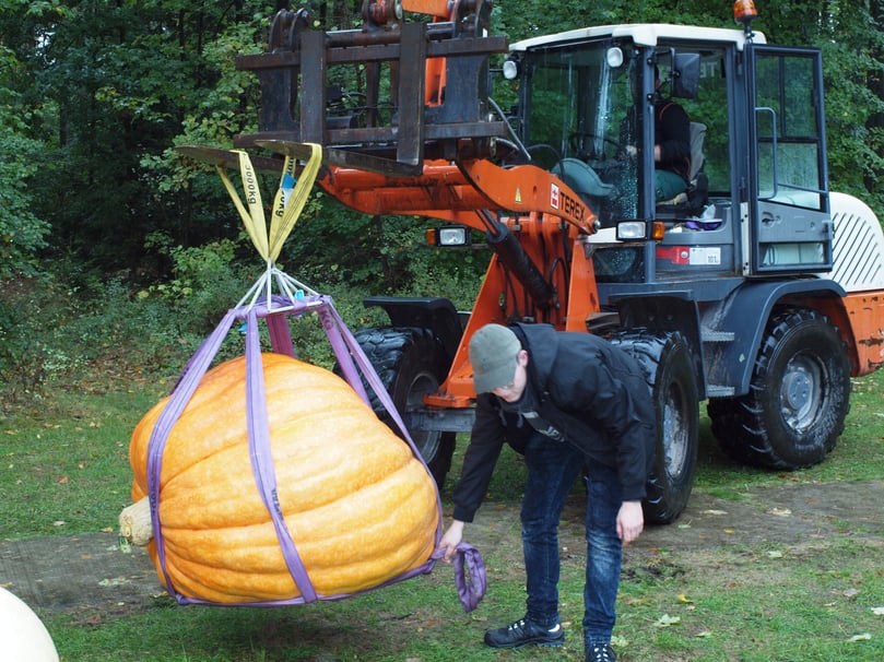 Ein Kürbis wird zum Wiegen gebracht.