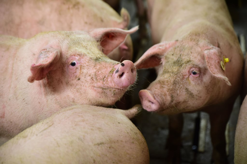 Ermittlungen gegen Schweinemastbetriebe wegen Tierquälerei