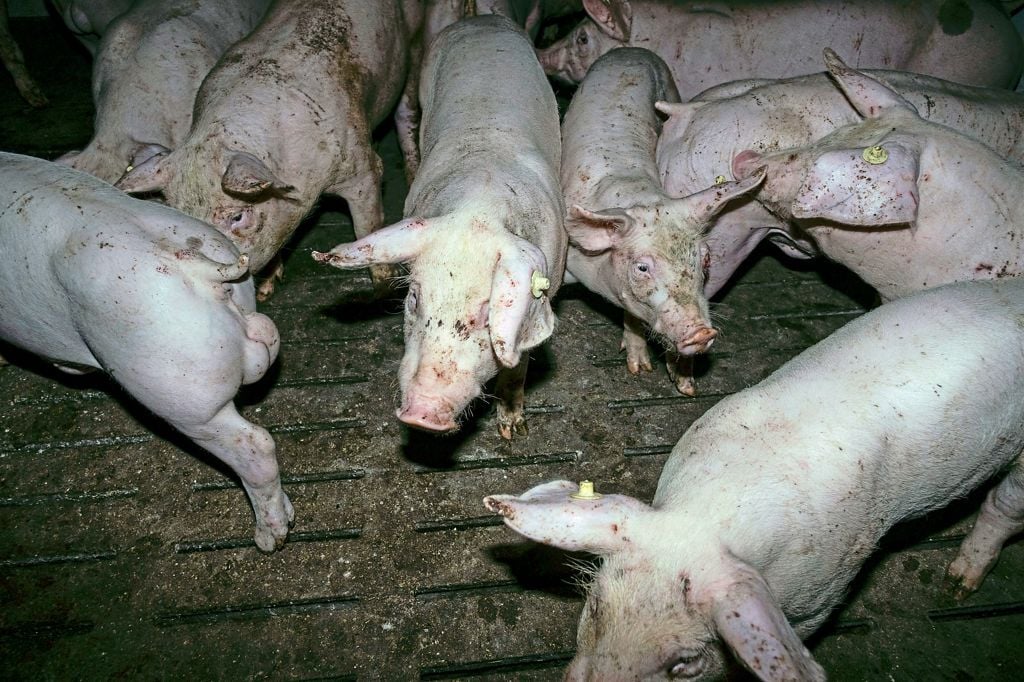 Schweinemäster Aus Neubeckum Im Visier 5995