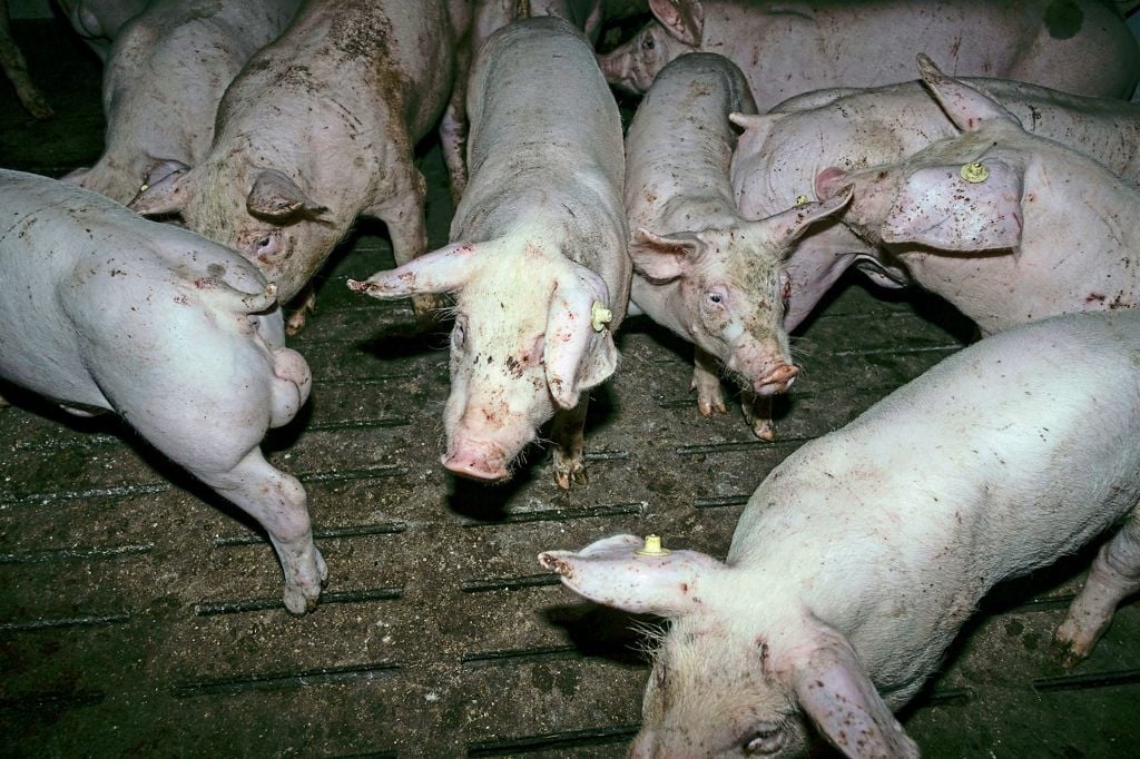 Schweinemäster Aus Neubeckum Im Visier 6902