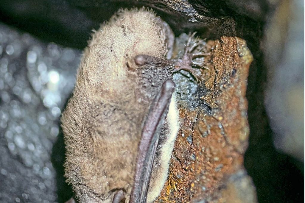 Lautlosen Fliegern auf der Spur